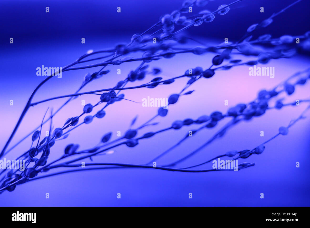 Pflanzen in Neon Fluoreszenz blaues Licht Stockfotografie - Alamy