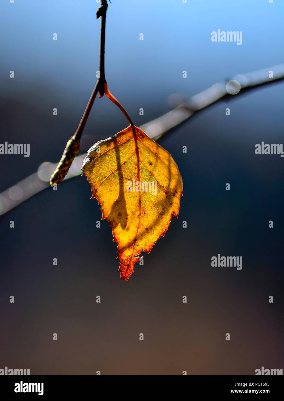 Lonely Golden Leaf hängen auf Niederlassung im Sonnenlicht mit selektiven Fokus - Wunderschöne herbstliche Hintergrund mit unscharfen Platz für Text. Konzept der einfachen sadn Stockfoto