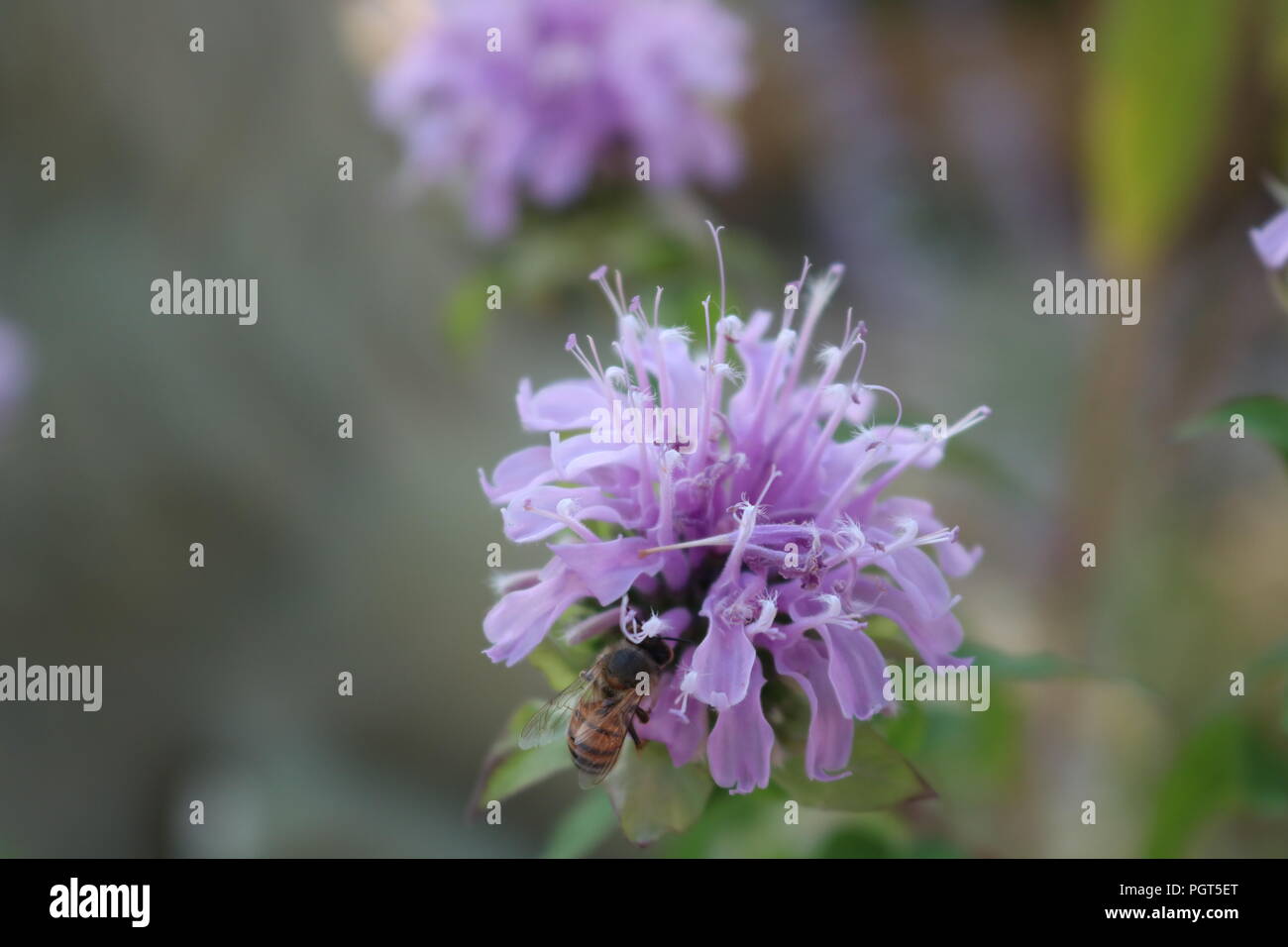 Lila Biene Balsam besucht von einer Biene sammelt Nektar, Nahaufnahme, Makro auf eine einzelne Blume Stockfoto