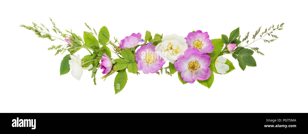 Horizontale dekorative Komposition im Retro-Stil, bestehend aus rosa und weiß wild rose Blumen mit grünen Blättern auf weißem Hintergrund. Top vi. Stockfoto