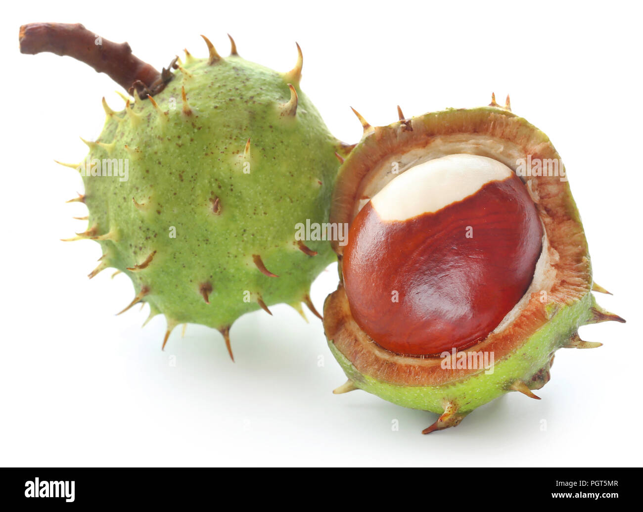 Rosskastanie auf weißem Hintergrund Stockfoto