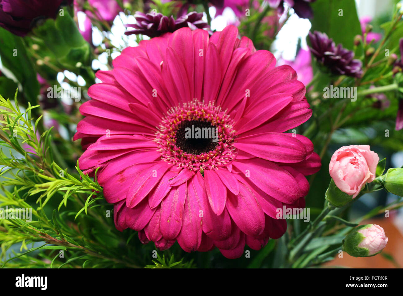 Nahaufnahme eines hot pink Gerber Daisy mit kleinen rosa Nelken in einem Blumenstrauß Stockfoto