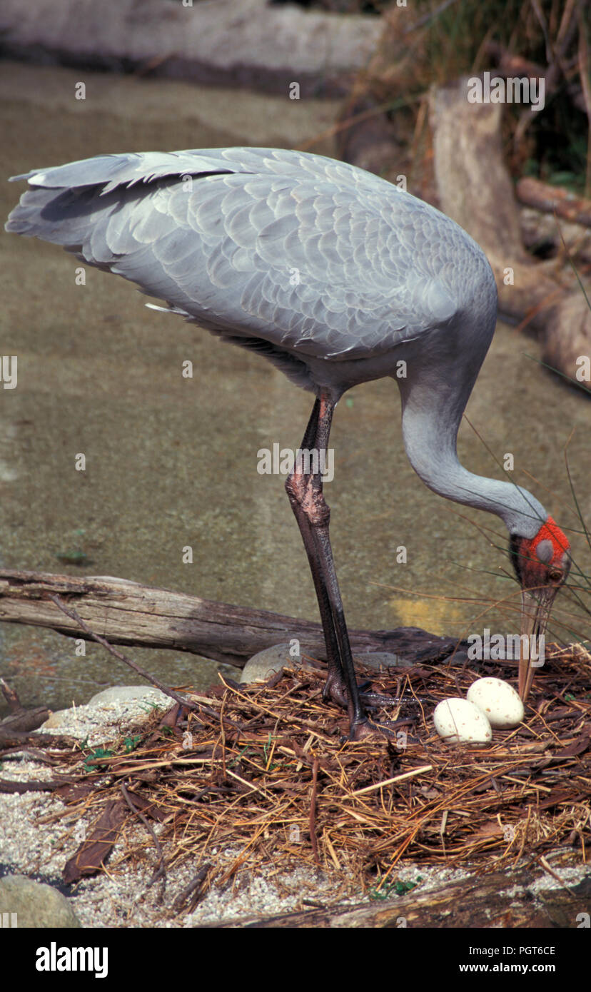 BROLGA (ATIGONE RUBICUNDA) manchmal ALS DIE EINHEIMISCHEN BEGLEITER ODER AUSTRALISCHE KRAN, Kakadu National Park, Northern Territory, Australien. Stockfoto