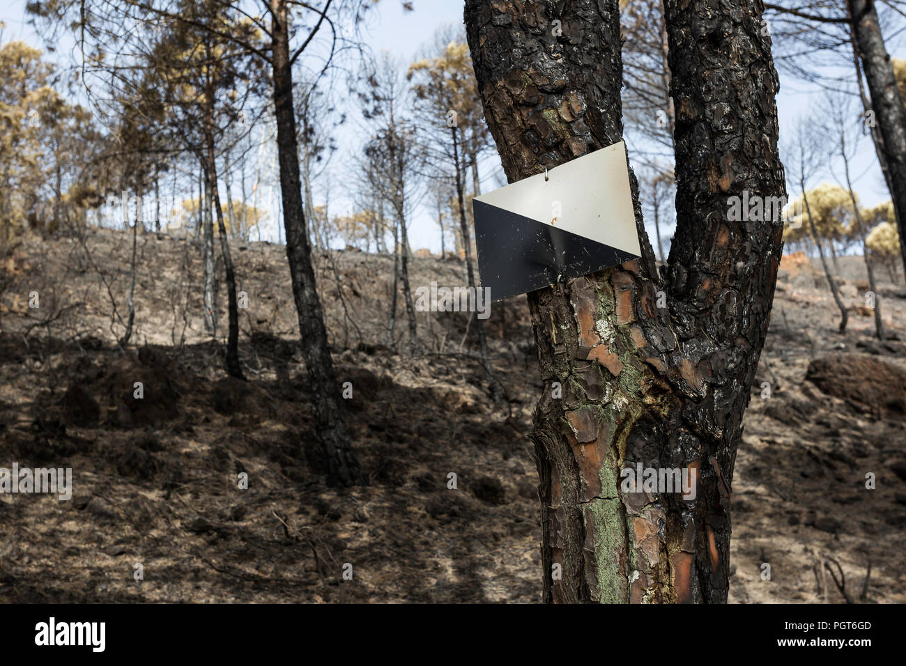 Burnt Pine Trunk mit schwarzen und weißen Schild an einem Baum befestigt Stockfoto