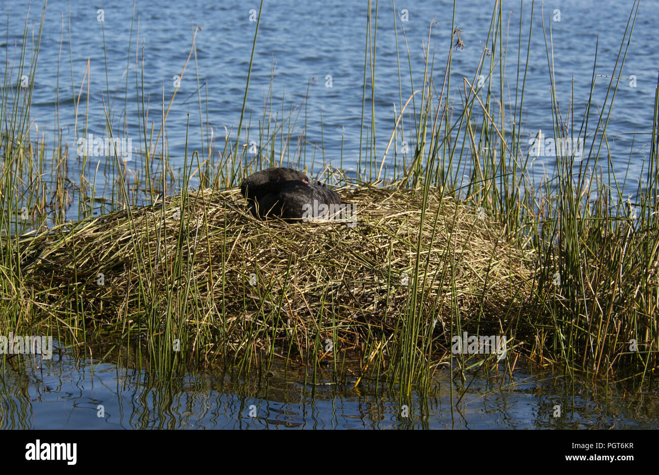 Schwarzer Schwan (CYGNUS ATRATUS) am Nest, WESTERN AUSTRALIA. Stockfoto