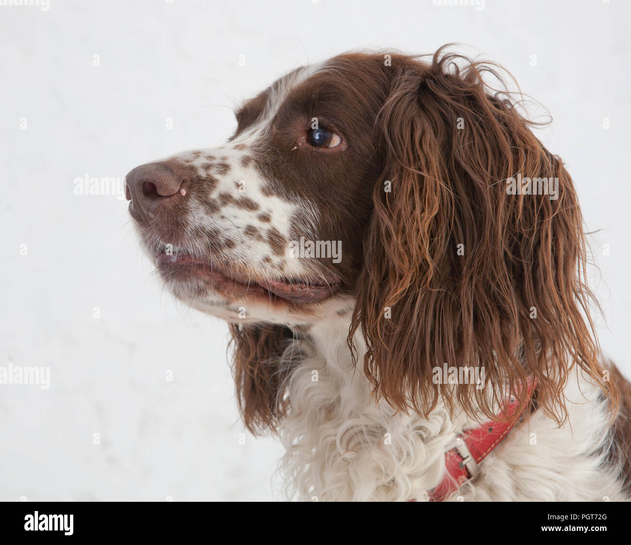 Kopfaufnahme von springer Spaniel, aufgenommen im Studio mit weißem Hintergrund Stockfoto
