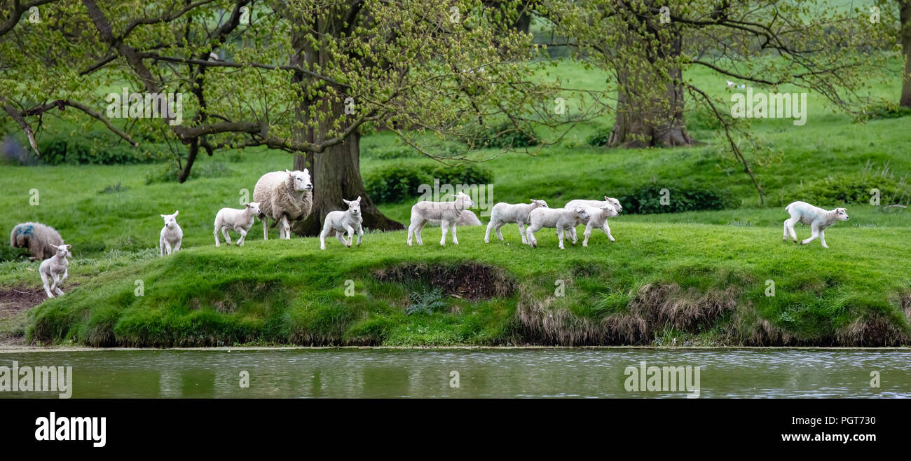 Frühlingslämmer mit Schafen spielen am Riseholme College lincoln Stockfoto