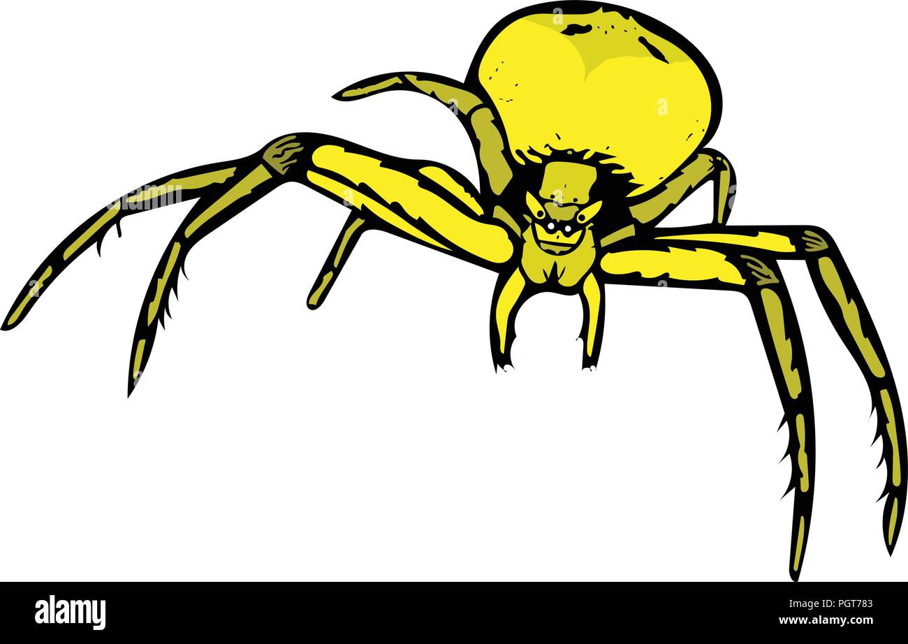 Vektorgrafik von gelben Crab Spider. Stock Vektor