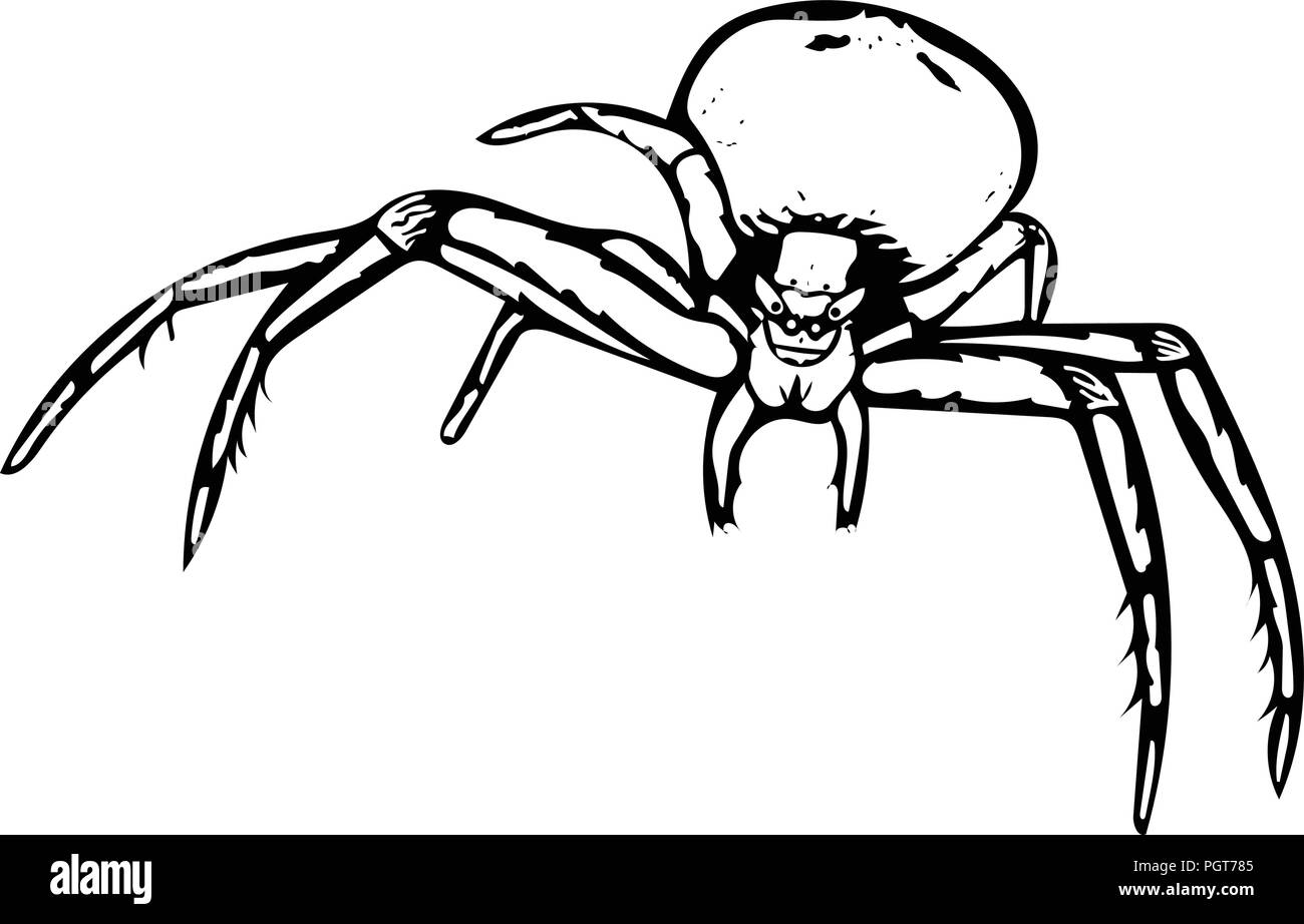 Schwarz und Weiß Vektorgrafiken einer Krabbe Spider. Stock Vektor