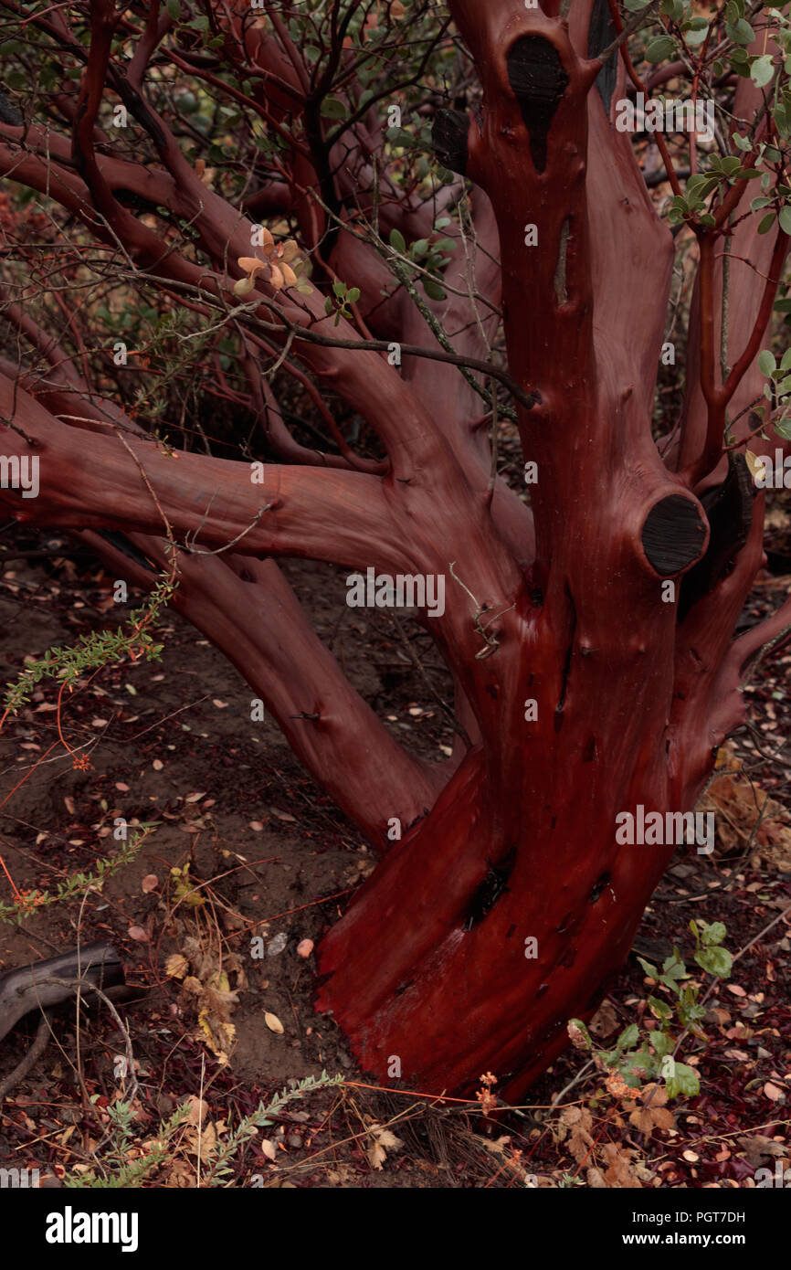Schönen, gesunden manzanita Baum mit grünen Blättern und glatte, glänzende rot orange braun Rinde, Holz in Dekoration und Kunst verwendet, vertikale foramt Stockfoto