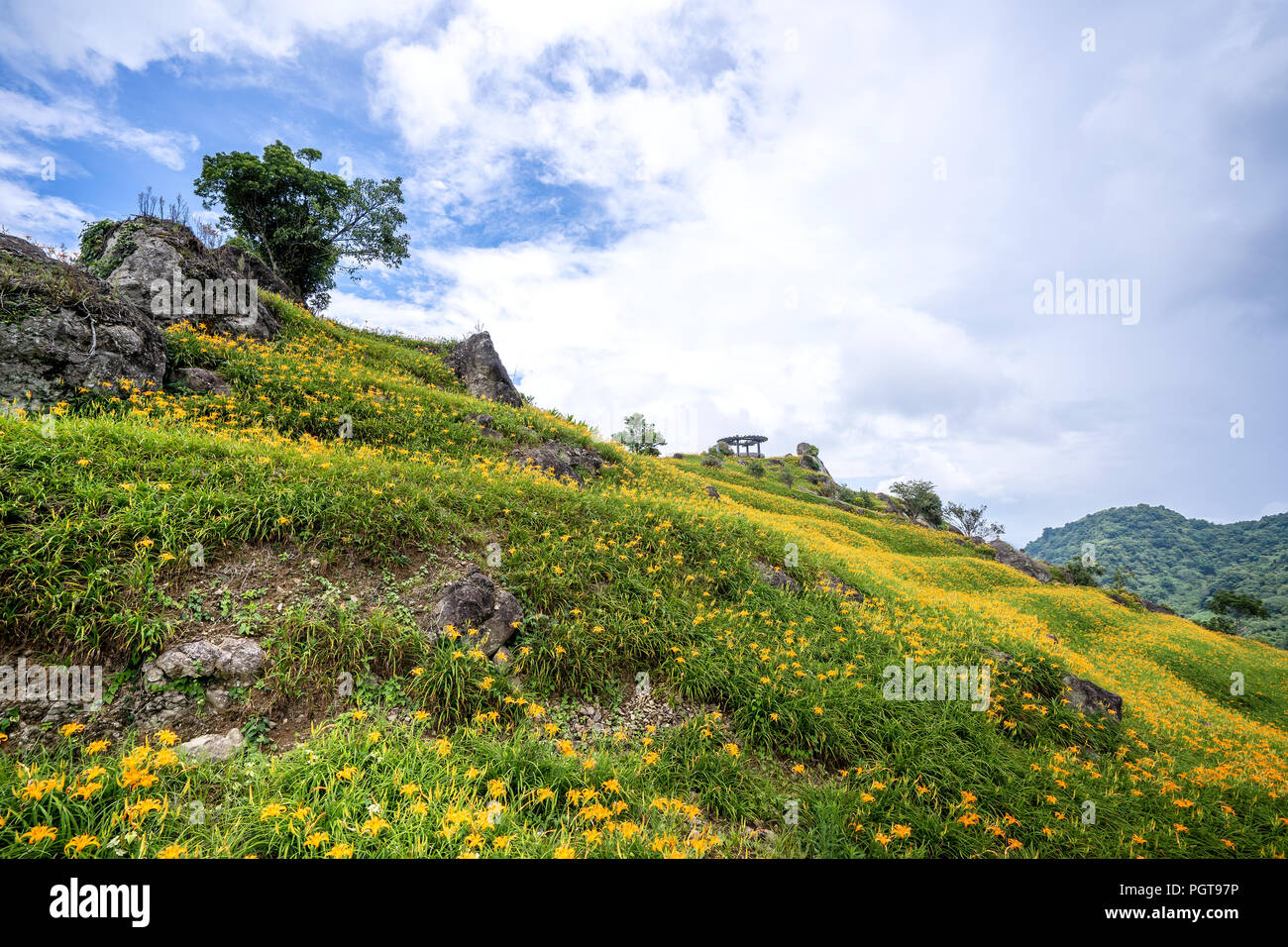 Die Orange daylily (Tawny daylily) flower Farm 60 Rock Mountain (Liushidan Berg) mit blauem Himmel und Wolken, Fuli, Hualien, Taiwan Stockfoto