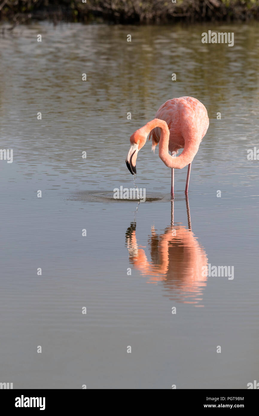 Mehr Flamingo, Phoenicopterus ruber, Nahrungssuche in Salzwasser Lagune, Insel Floreana, Galapagos, Ecuador. Stockfoto
