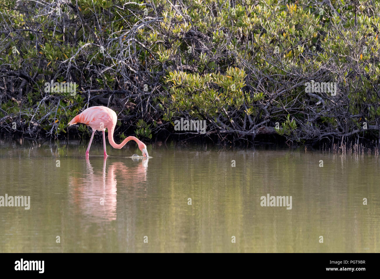 Mehr Flamingo, Phoenicopterus ruber, Nahrungssuche in Salzwasser Lagune, Insel Floreana, Galapagos, Ecuador. Stockfoto