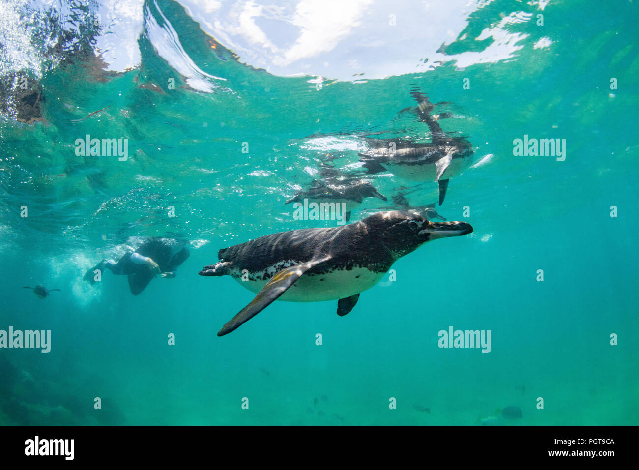 Lindblad Expeditions Gast unter Wasser mit Galápagos Pinguine Spheniscus mendiculus, Bartolomé Insel, Galapagos, Ecuador. Stockfoto