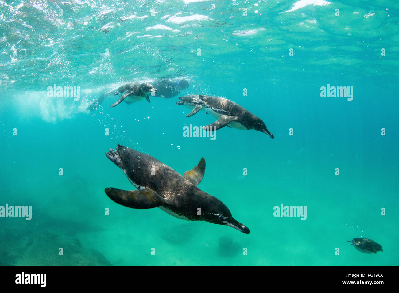 Lindblad Expeditions Gast unter Wasser mit Galápagos Pinguine Spheniscus mendiculus, Bartolomé Insel, Galapagos, Ecuador. Stockfoto