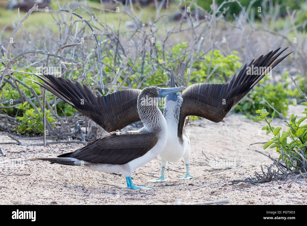 Blue-footed Booby, Sula nebouxii, Paar in der Balz auf North Seymour Insel, Galapagos, Ecuador. Stockfoto