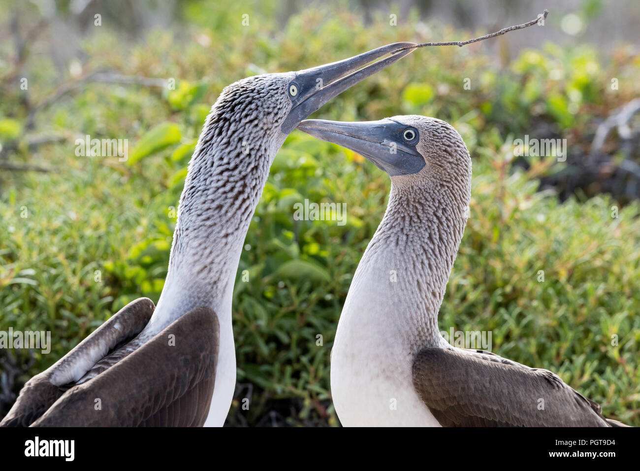 Blue-footed Booby, Sula nebouxii, Paar in der Balz auf North Seymour Insel, Galapagos, Ecuador. Stockfoto