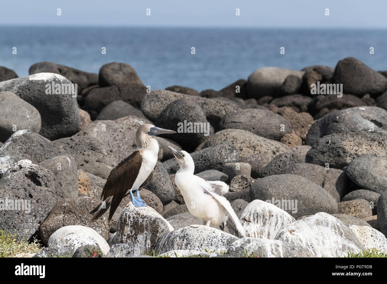 Nach blau-footed Booby, Sula nebouxii, mit Küken auf North Seymour Insel, Galapagos, Ecuador. Stockfoto