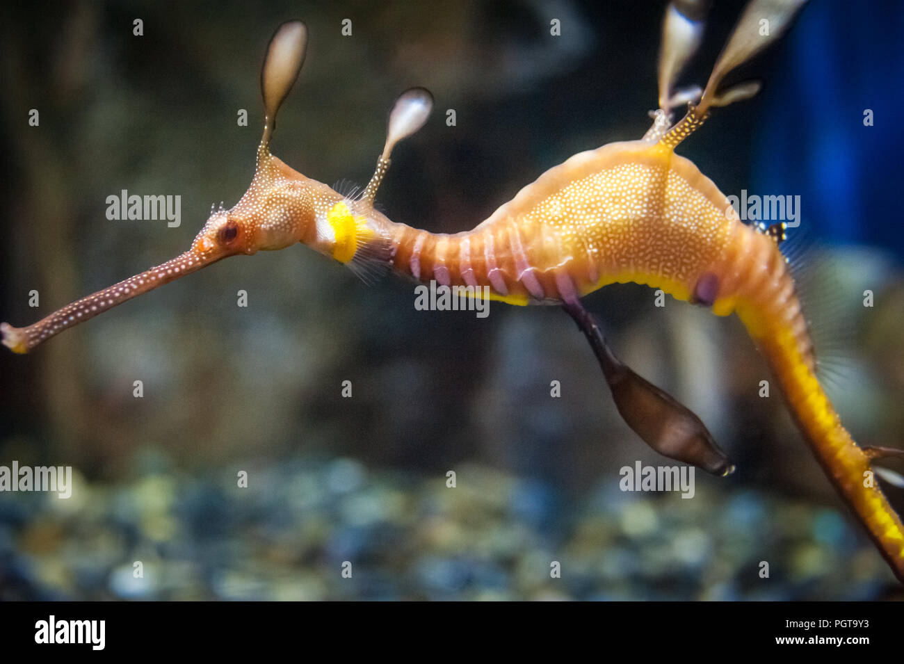 Weedy Sea Dragon (Phyllopteryx taeniolatus) am Georgia Aquarium in Atlanta, Georgia. (USA) Stockfoto