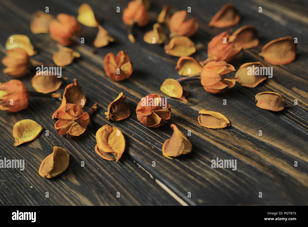 Rahmen für Text und getrocknete Blüten von Hibiskus. Stockfoto