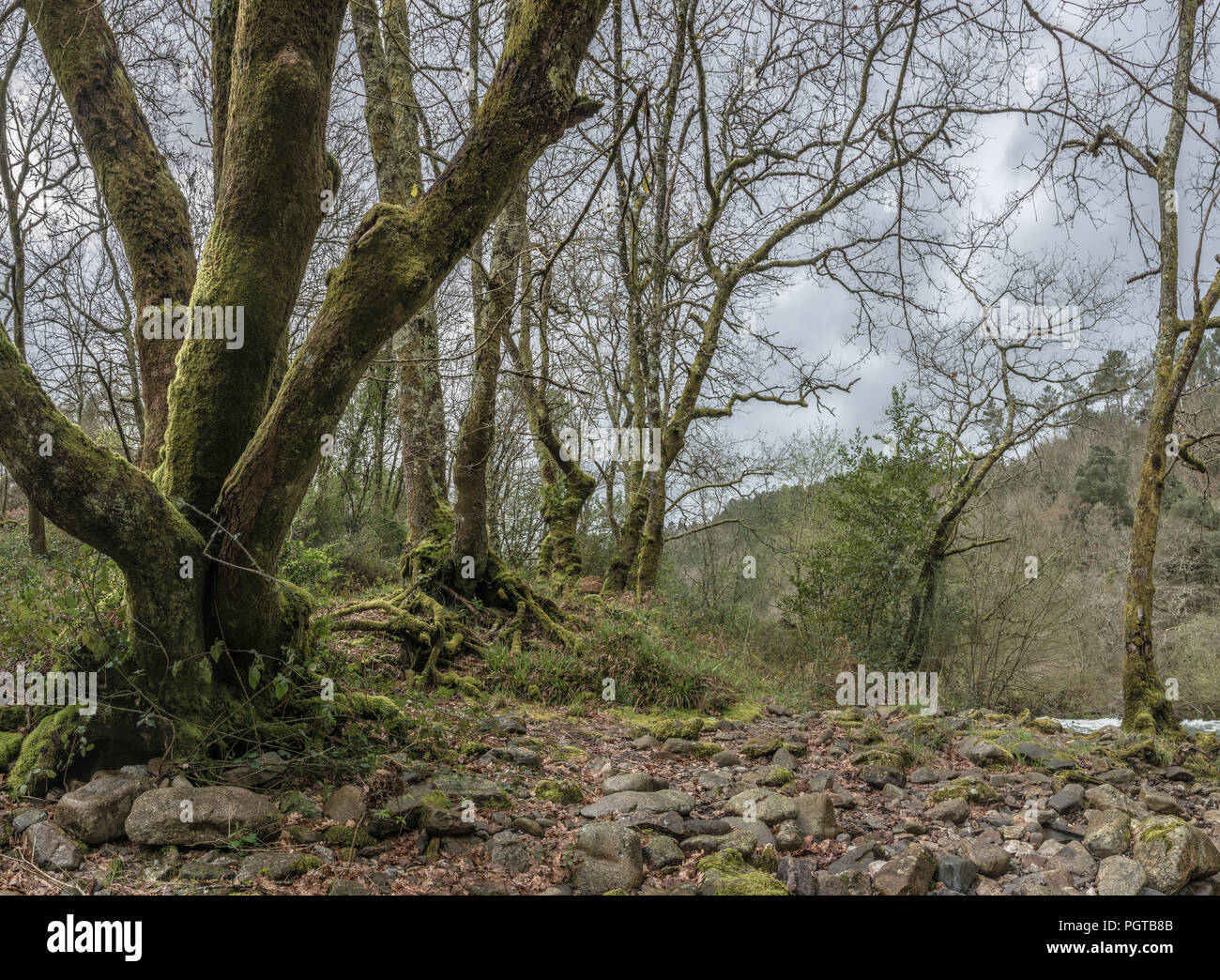 Ansicht der Steine ein Fluss in einem grünen Wald, Carboeiro, Lalín, Galizien, Spein,/Panorámica orilla pedregosa con Arboles cubiertos de musgo. Stockfoto