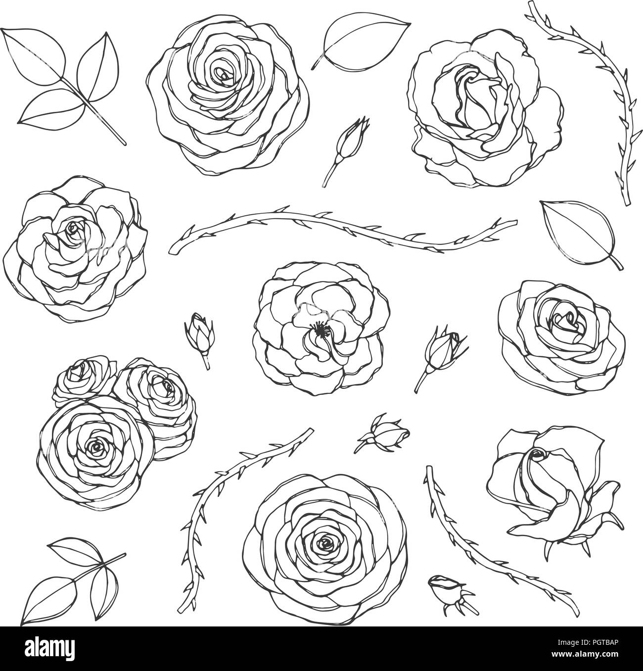 Vektor Hand gezeichnet von Rosen mit Knospen, Blätter und dornigen Stiele  line Art auf weißem Hintergrund. Blumen Sammlung von Blüten in s  Stock-Vektorgrafik - Alamy