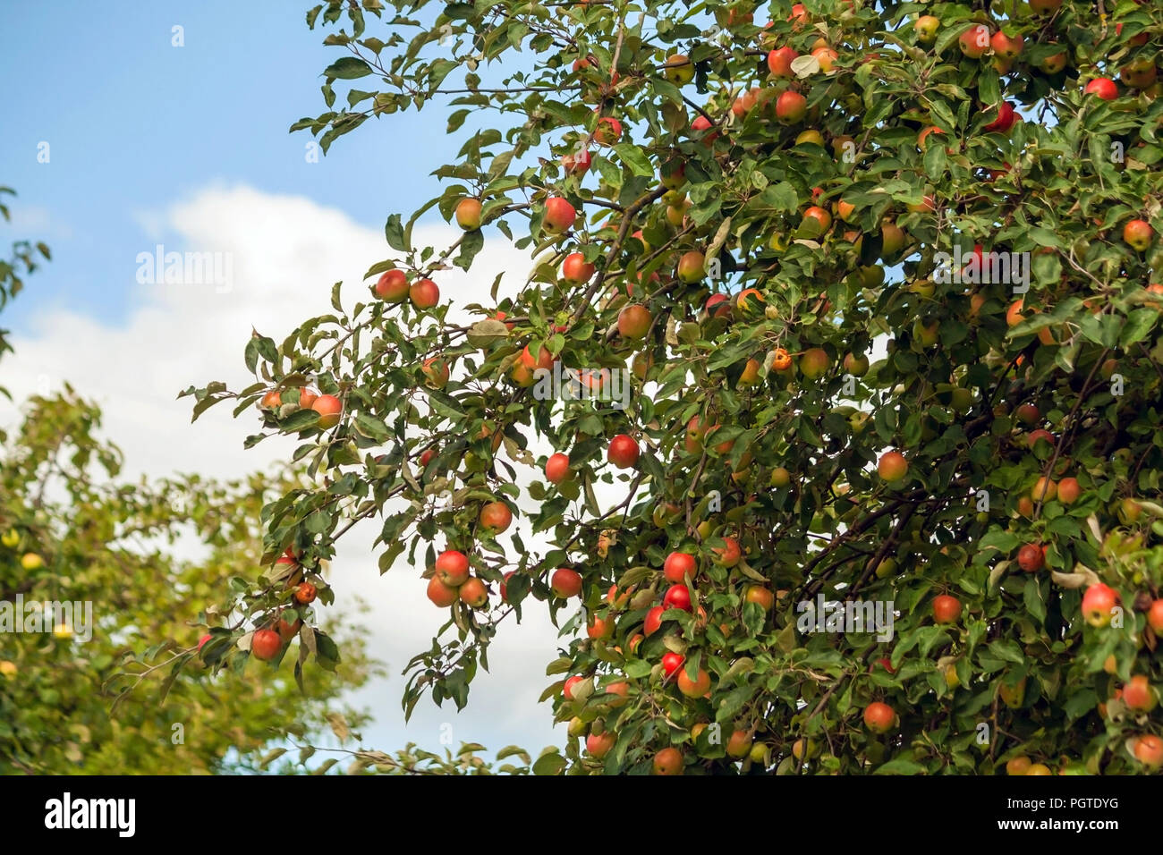 Apple tree branches mit einer großen Anzahl von Äpfeln gegen den blauen Himmel und Wolken, Früchte der roten, grünen, gelben Farbtöne und Farbe, Ernte Stockfoto