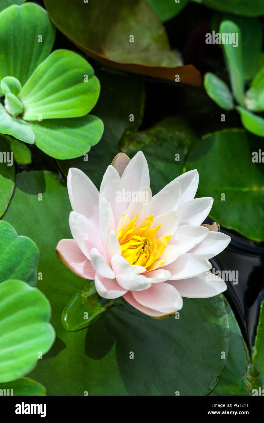 Weiß und Rosa mit einem gelben Lotus Core der Wasserpflanzen im Wasser umgeben, Sonnenlicht beleuchtet die Pflanze, eine schöne Blume im Sommer Stockfoto