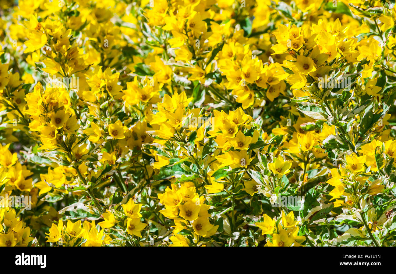 Primulaceae lysimachia helle gelbe Blumen, Spitzen Blütenblätter und einen dunklen Kern, auf dem Feld wachsen in einer natürlichen Umgebung, ein sonniger Tag ist hell erleuchtet, Stockfoto