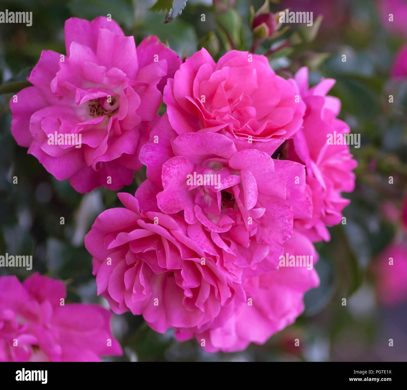 Rose grade heidetraum, halb-doppelt, becherförmigen Blüten in dichten rosa Farbe, Rose von tief rosa Farbe, ein Zweig mit 7 Blumen in voller Blüte Stockfoto