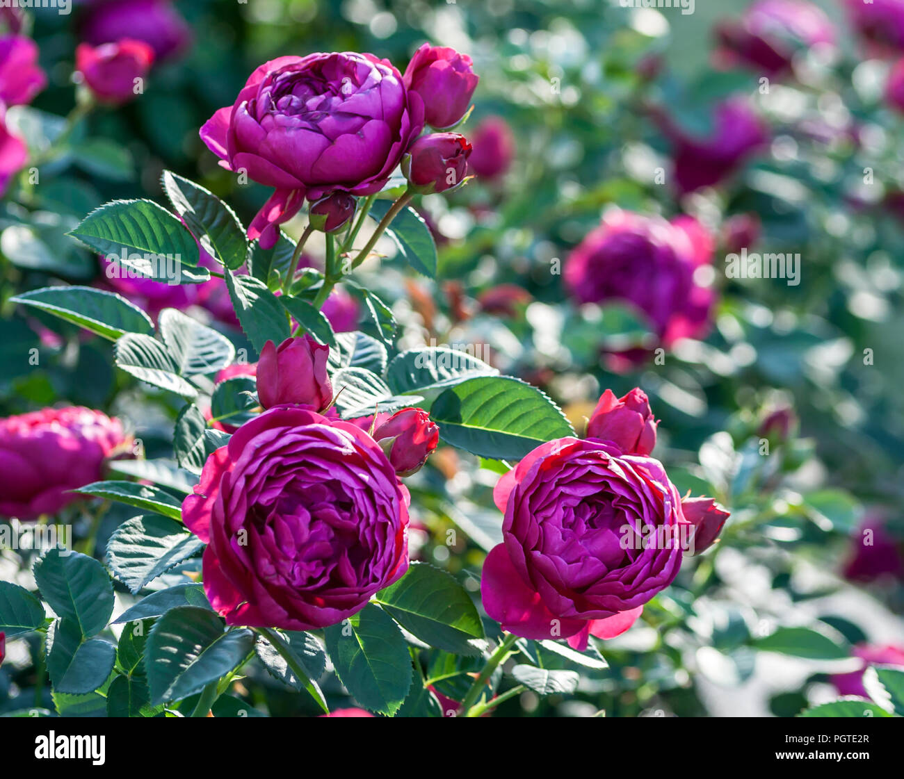 Rose ascot Rosenbusch purple sind, kugelig, dicht mit Rosenblüten rosa Farbe gefüllt, helle grüne Blätter, die im Garten wachsen, die von der Sonne beleuchtet, Rosa Stockfoto