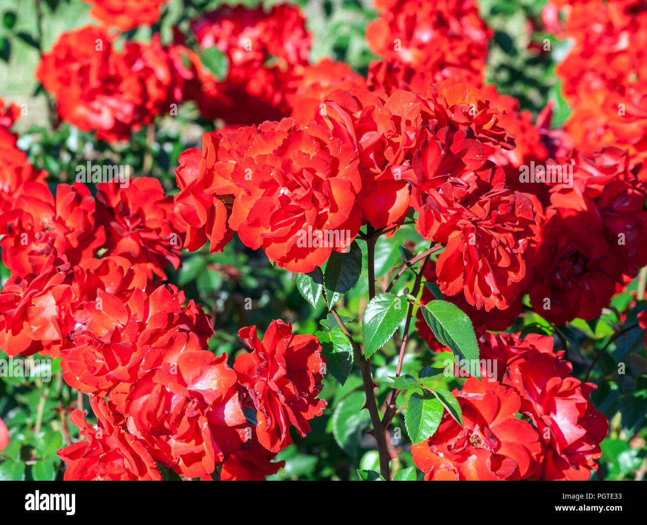 Rose grade Domstadt Fulda, Blüten von Rosen sind rot mit weißen Streifen, sehr hell, auf einem niedrigen Strauch mit wunderschönen Dunkelgrün glänzendes laub, Stockfoto