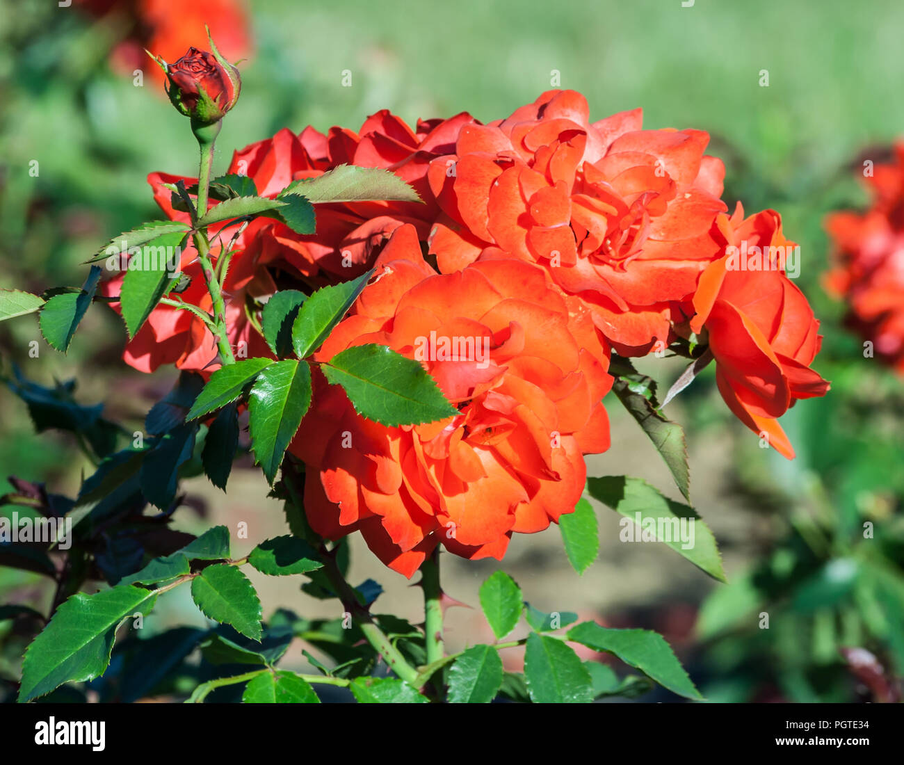 Rosi Mittermaier ein Bündel leuchtend orangen Blüten am Stengel und eine Knospe, die Pflanze wächst im Garten, Tageslicht, ein Sommertag, starke grüne Blätter, Stockfoto