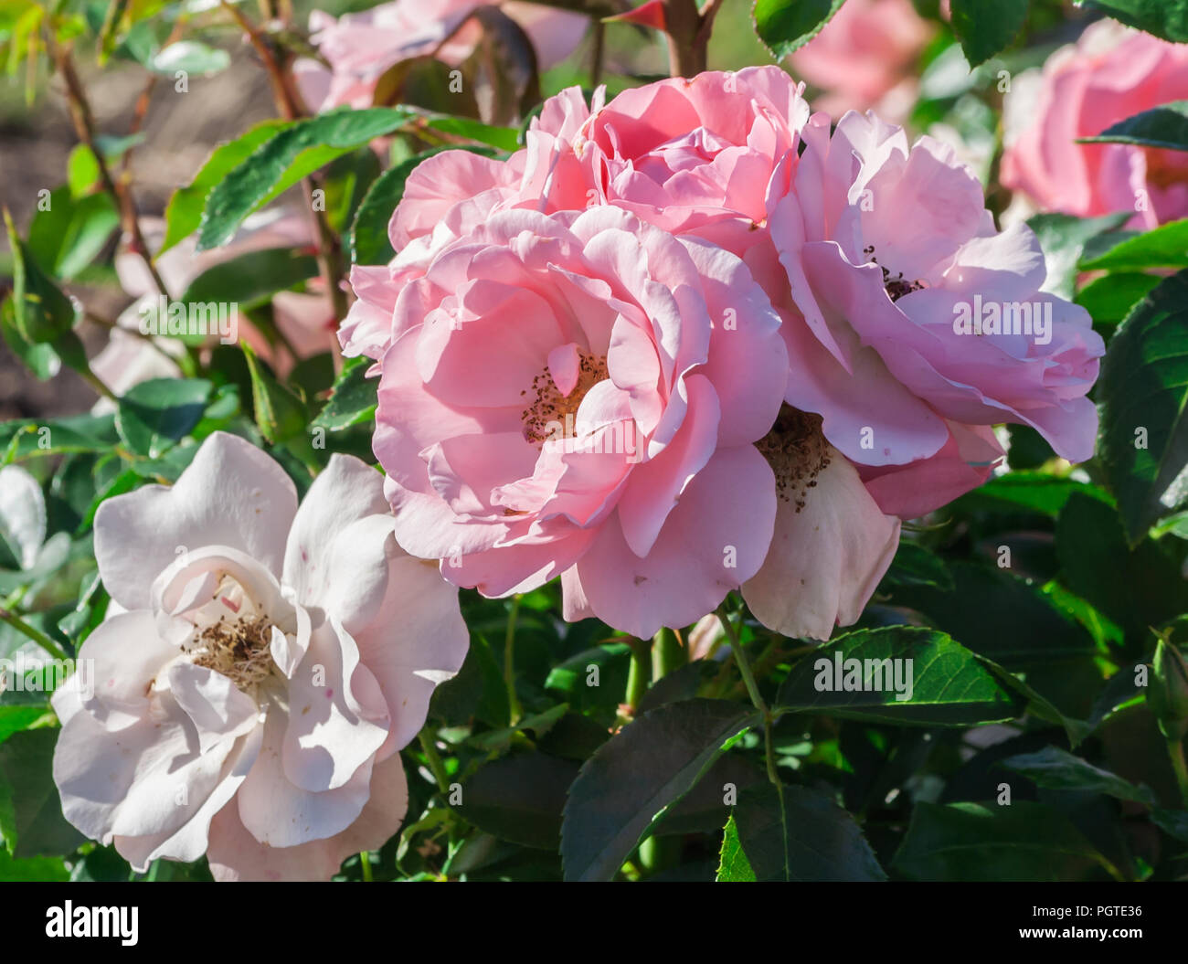 Rose professor Sieber ein Bündel von zarten weißen und rosa Blüten, die Pflanze wächst im Garten, Tageslicht, Sommertag, starke grüne Blätter, Rose Stockfoto