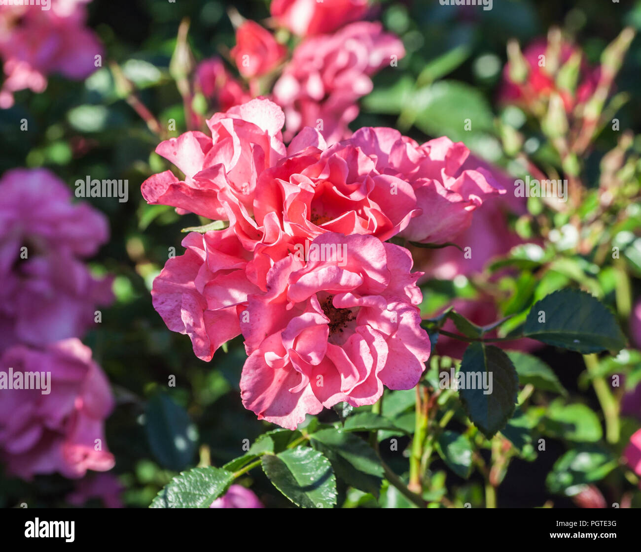 Rose unicef die Cluster auf dem Zweig der Blumen mit lachs-rosa Blüten, die Pflanze wird von der Sonne beleuchtet, wächst im Garten, Tageslicht, Stockfoto