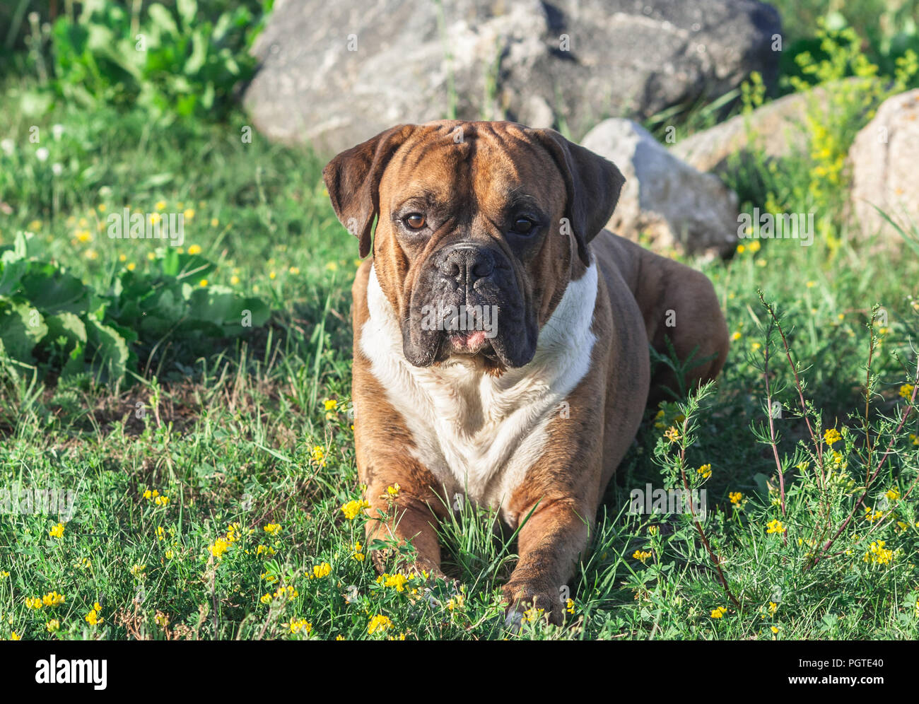 Der Hund ist ein Deutscher Boxer braun mit Streifen, liegt auf dem Gras, Sonnenlicht das Tier aufleuchtet, schaut in die Kamera, im Hintergrund große graue Stockfoto