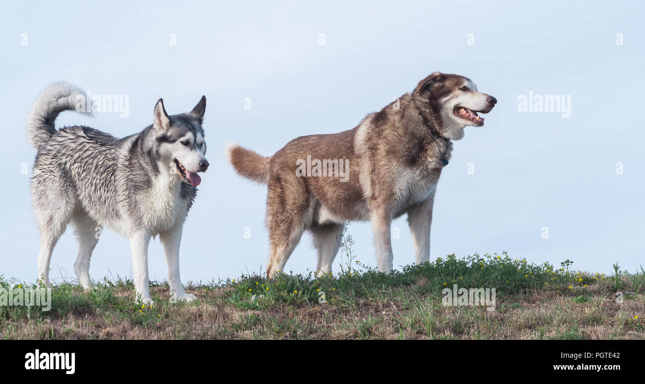 Zwei erwachsene Hunde Alaskan Malamute und sibirischen Husky gehen gegen den blauen Himmel, die Erde und Gras unter der Pfote, flauschige Hunde Stockfoto