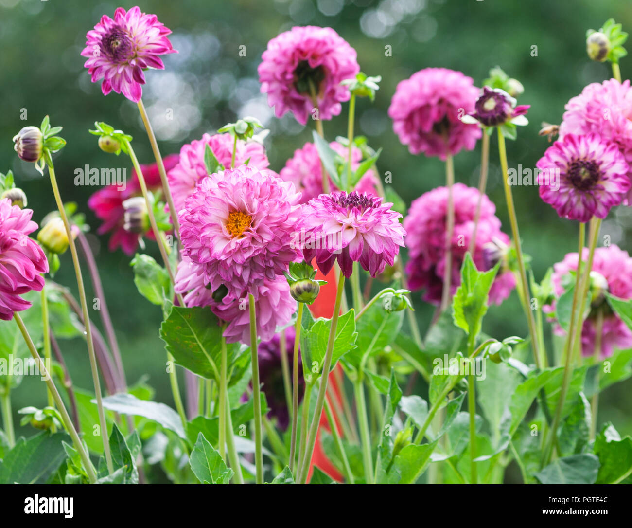 Asteraceae dahlie "cultorum Maske pink und lila große Blumen Astern mit einem gelben Kern in voller Blüte vor dem hintergrund der grünen Bäume, viele Stockfoto