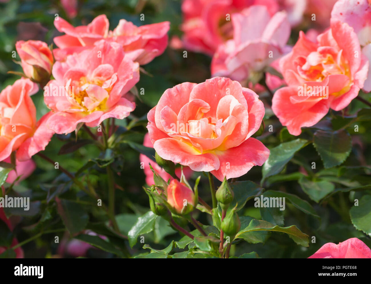 Rose Blume grade Airbrush, eine schöne orange-rosa Rose von mittelständischen Blume, in der Farbe der Blütenblätter gelb, orange und rosa Tönen, die Pflanze Stockfoto