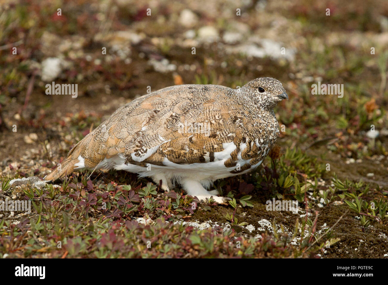 White-tailed Alpenschneehuhn (Lagopus leucura), Larimer County Colorado Stockfoto