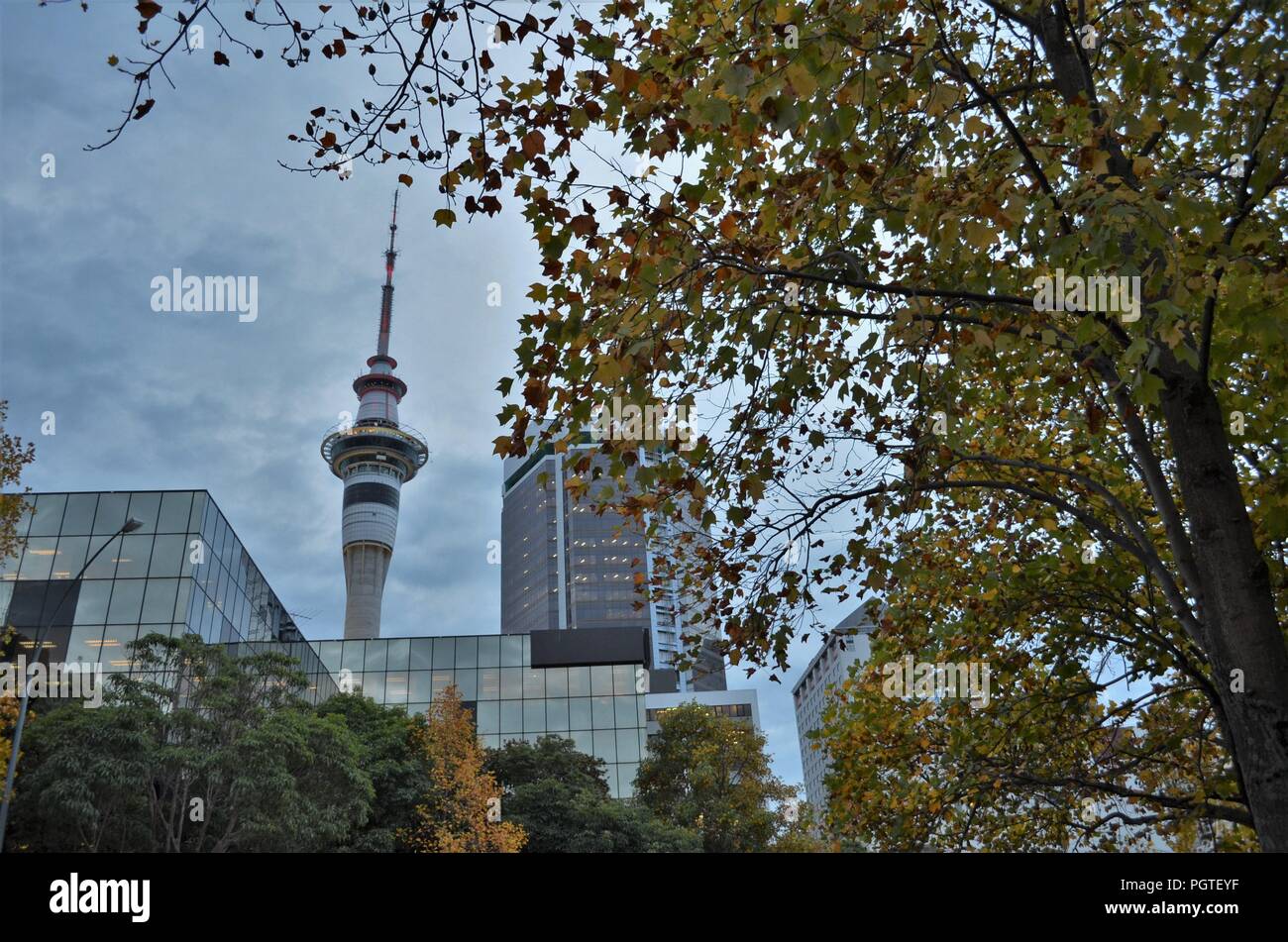 Auckland Sky Tower hinter bunten Blätter im Herbst Stockfoto