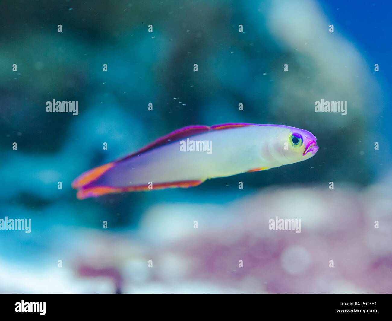 Fisch Nemateleotris decora - Elegante firefish, Salzwasser Stockfoto