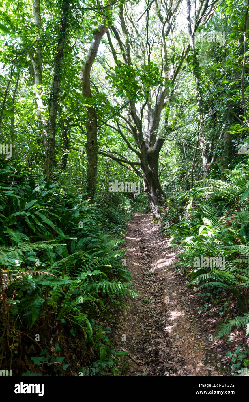 Fußweg bis zum mottistone Gemeinsamen auf der Chalk Abschreibungen auf der Insel Wight. Stockfoto