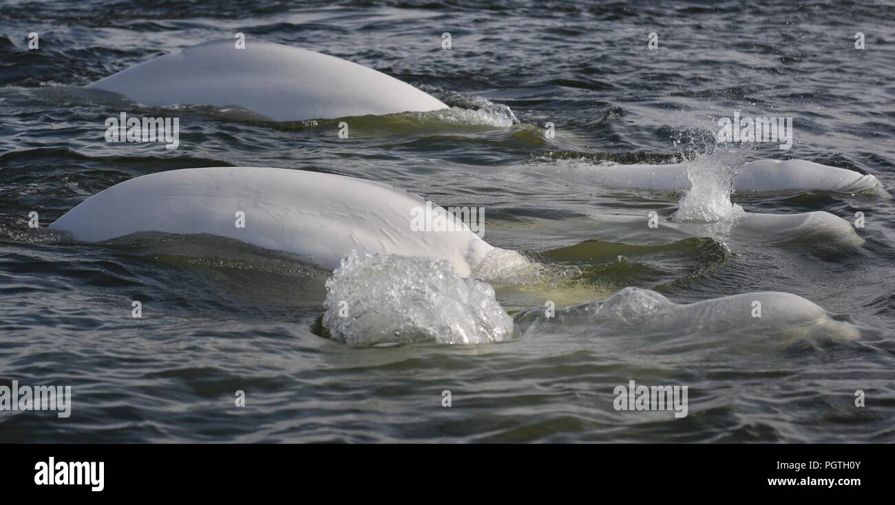 Beluga Wale in der Hudson Bay Stockfoto