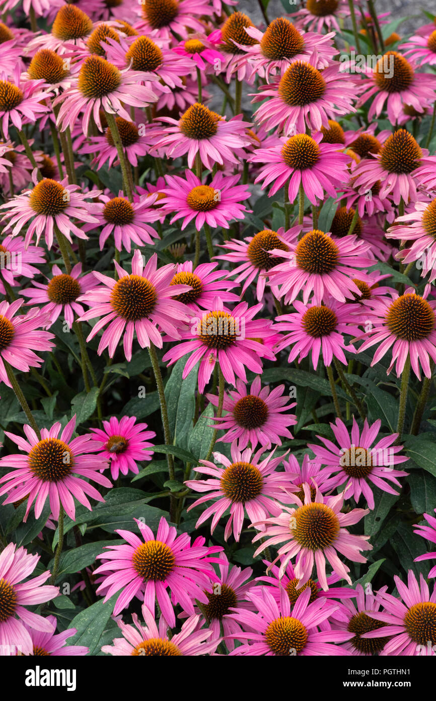 Echinacea purpurea 'rosa Schimmer". Coneflower Stockfoto