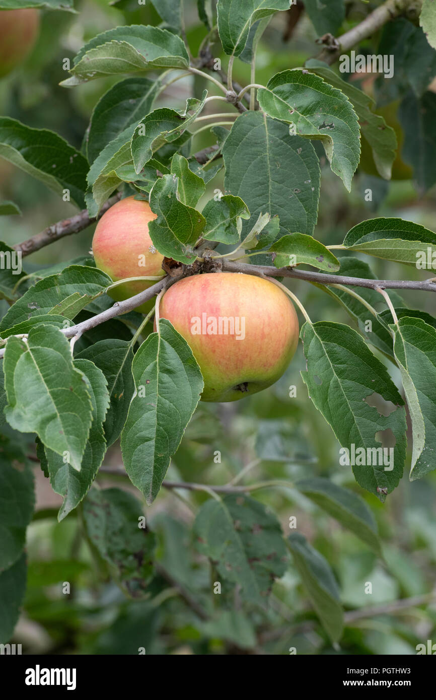 Malus Domestica. Apple's Surprise" am Baum Stockfoto