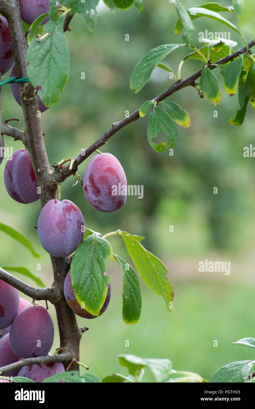 Prunus domestica. Pflaume 'Freigebiges' auf dem Baum. Großbritannien Stockfoto