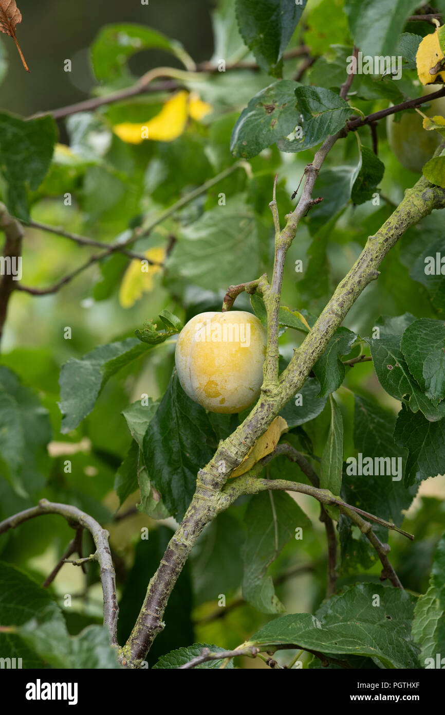 Prunus domestica. Pflaume 'Laxton's Delight' auf dem Baum. Großbritannien Stockfoto