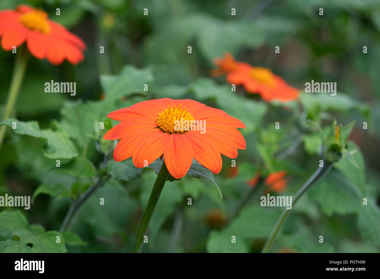 Tithonia rotundifolia. Mexikanische Sonnenblume/roten Sonnenblumen Stockfoto