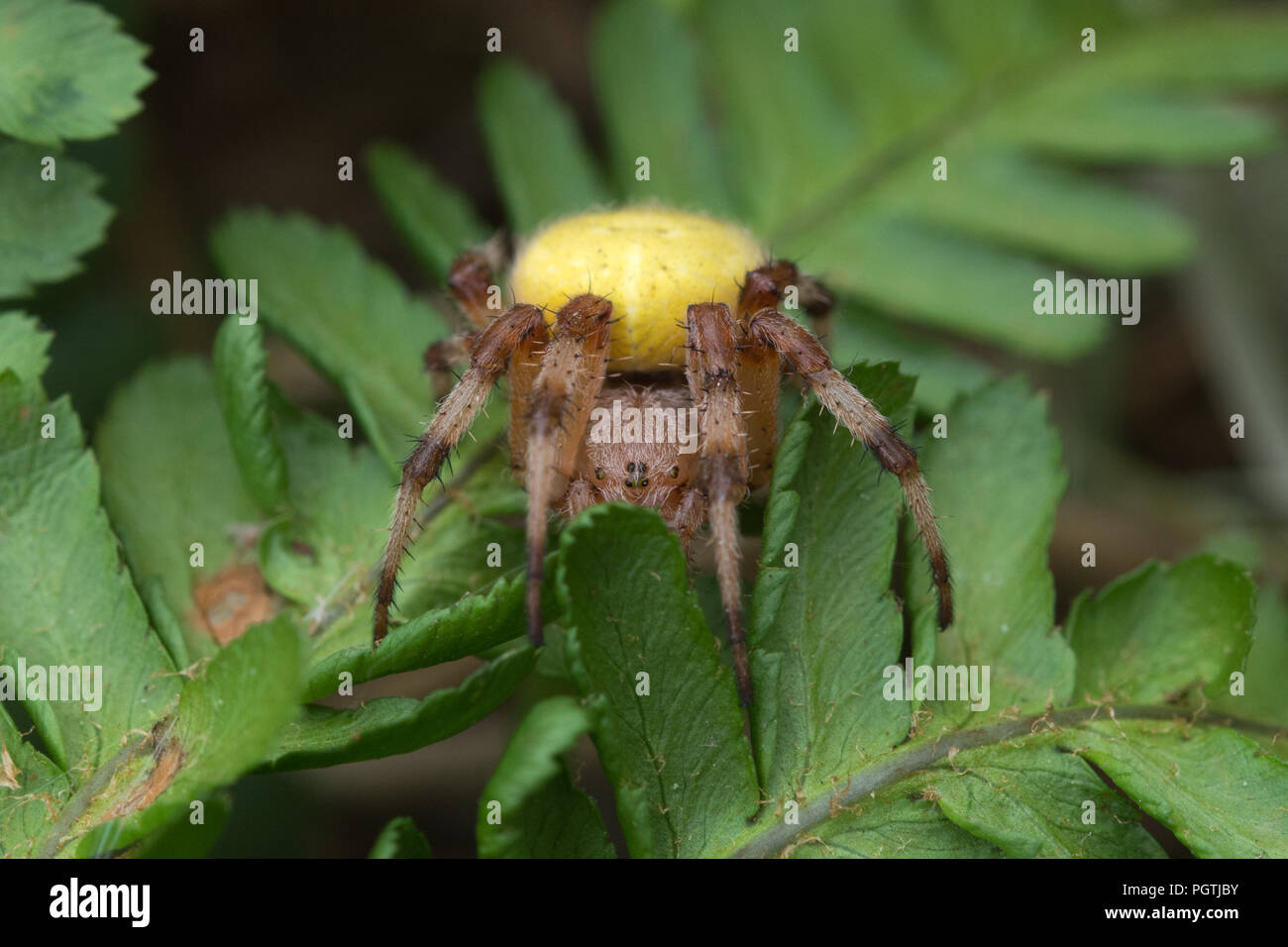 Bunte 4-spotted Orb weaver Spider (Araneus Quadratus) männlichen auf Bracken in Surrey, Großbritannien Stockfoto